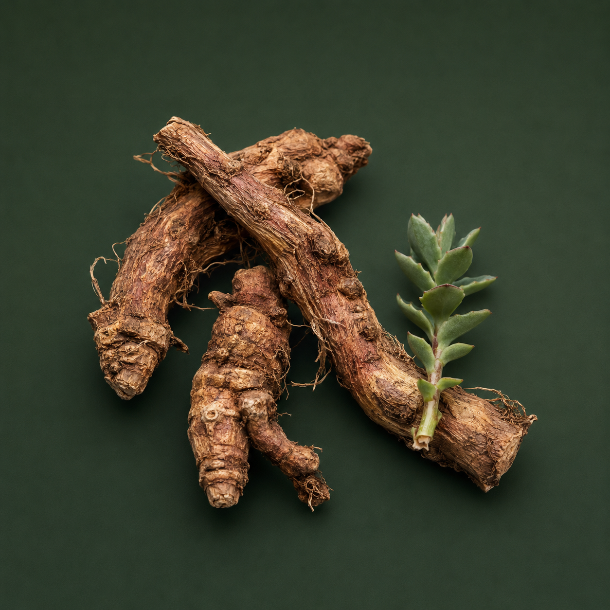 Rhodiola Rosea